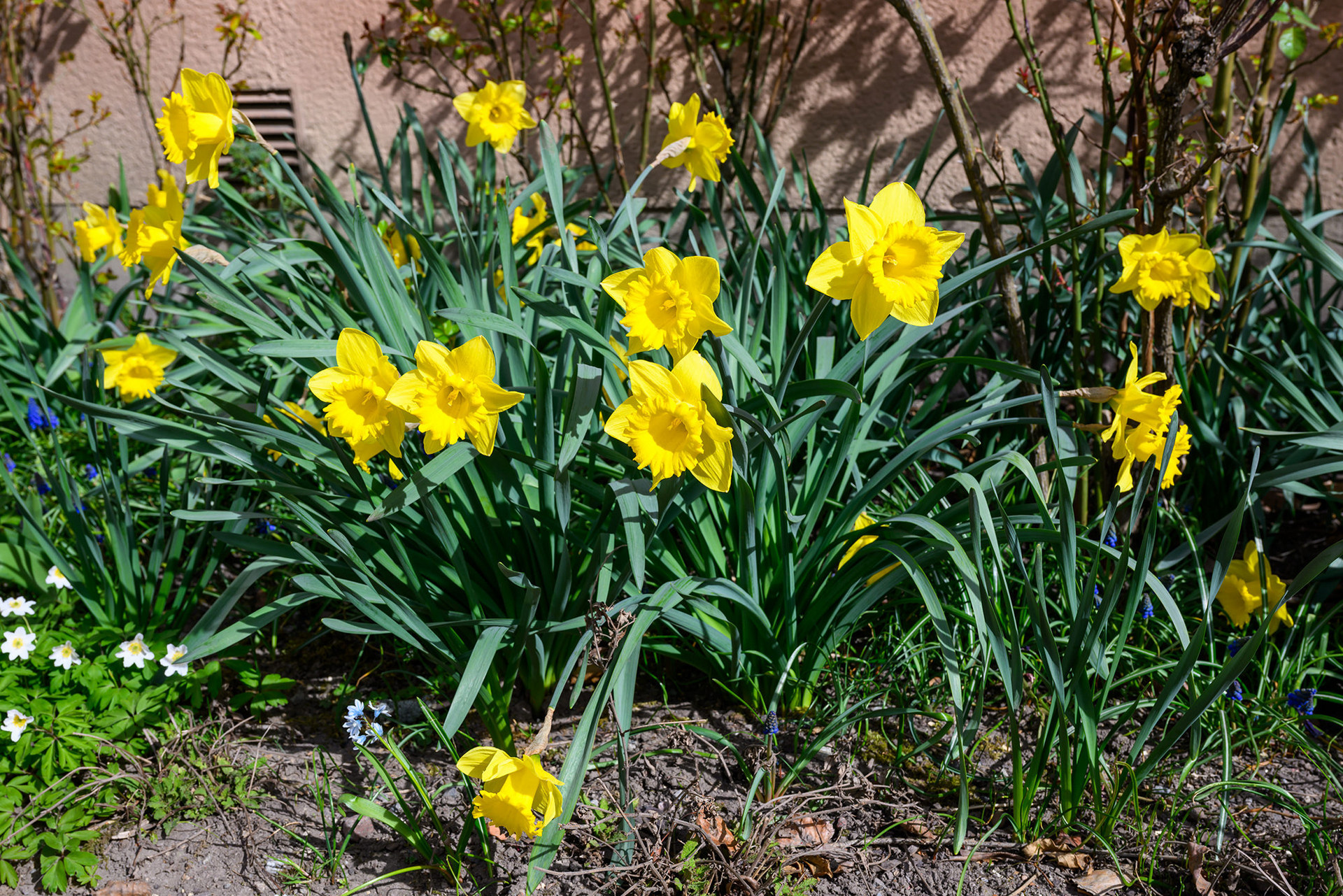 Blommor